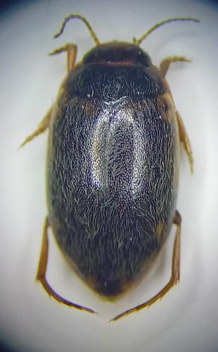 Hydroporus limbatus